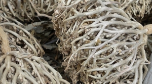 عشبة كف مريم وفوائدها