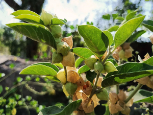 حقيقة عشبة الأشواجندا المستخدمة في الطب البديل